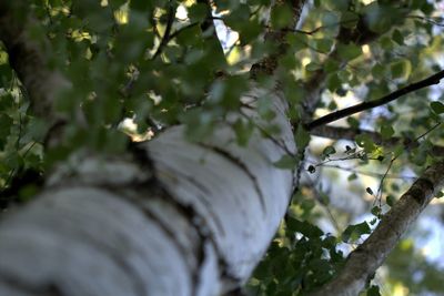 Low angle view of trees in the forest