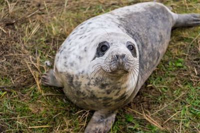 Close-up portrait of a animal