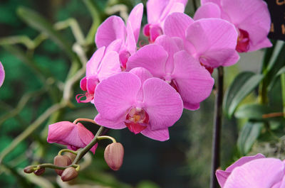 Close-up of pink flowers blooming outdoors