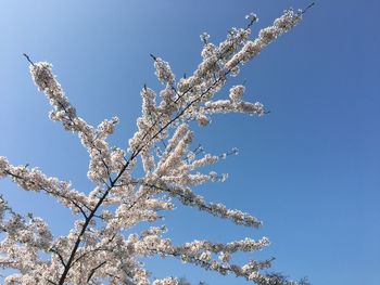 Low angle view of flower tree against clear sky