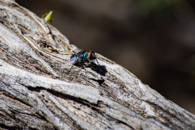 Close-up of housefly on wood