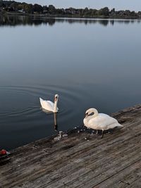 Seagulls perching on a lake