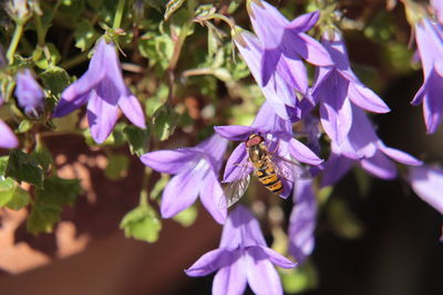 Hoverfly feeding at purple campanula glomerata flower