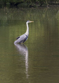 Side view of a bird in lake