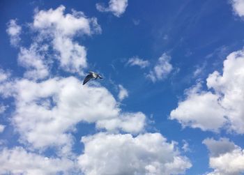 Low angle view of bird flying against sky