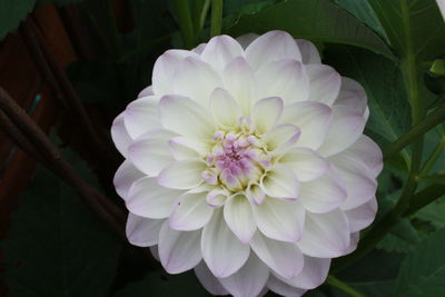 Close-up of flower blooming outdoors