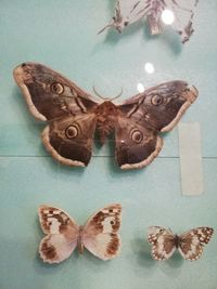 High angle view of butterfly on table