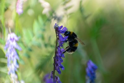 Close-up of bee pollinating on purple flower