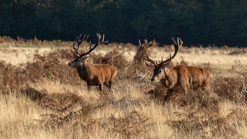 Deer standing by plants on land