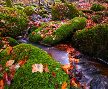 View of stream in park