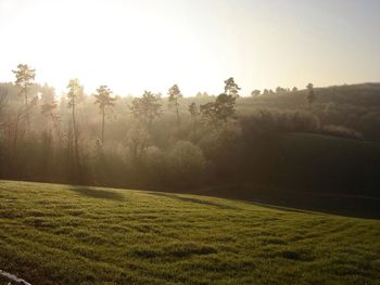 Scenic view of grassy field