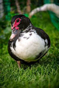Close-up of duck on field