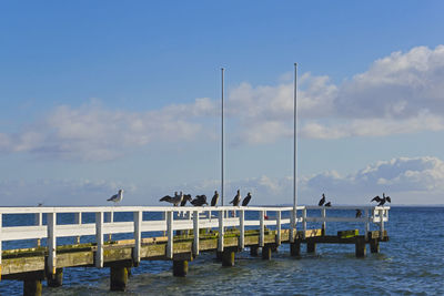 Birds perching on railing of pier against sky