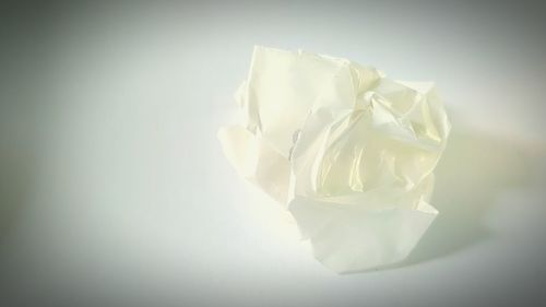 Close-up of white rose