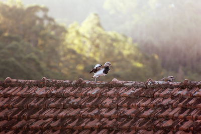 Vanellus chilensis - bird