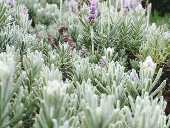 Close-up of flowers growing in field