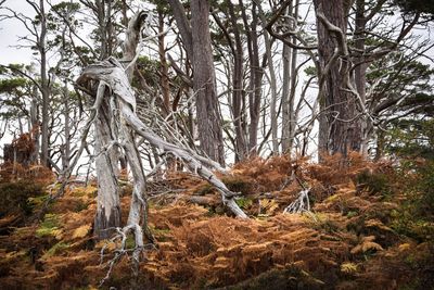 Trees in forest