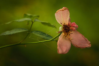 Close-up of wet spider web on flower