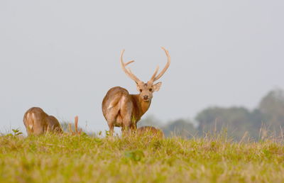 Deer in a field