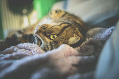 Close-up of cat relaxing