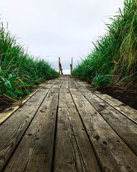 Boardwalk amidst plants against sky