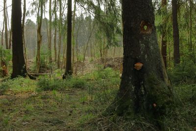Trees growing in forest