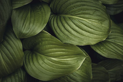 Full frame shot of green leaves. deep shadows. green background. 