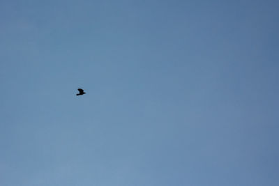 Low angle view of bird flying in sky