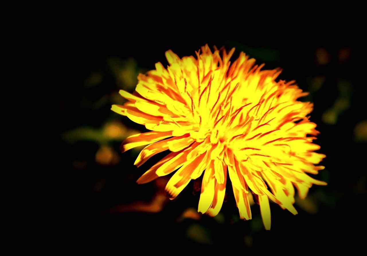 CLOSE-UP OF YELLOW FLOWER ON PLANT