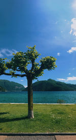 Tree by sea against sky