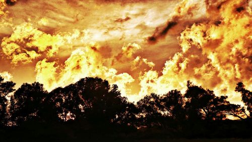 Silhouette of trees at sunset