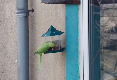 Close-up of leaf on wall