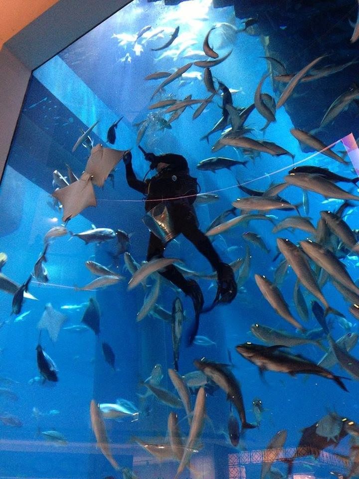 Dubai Aquarium حوض دبي للأسماك - أكواريم