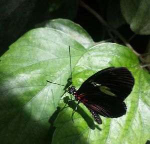 Close-up of insect on leaf