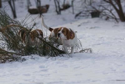 Dog on field during winter