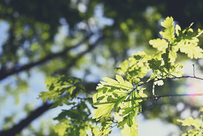 Low angle view of fresh green leaves on tree