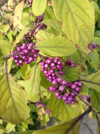 Close-up of berries growing on tree