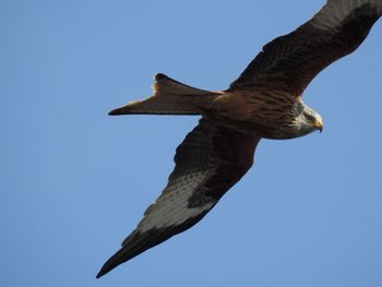 Low angle view of red kite flying against clear blue sky