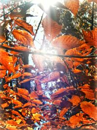 Autumn leaves on tree