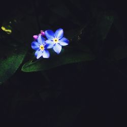 Close-up of purple flowers