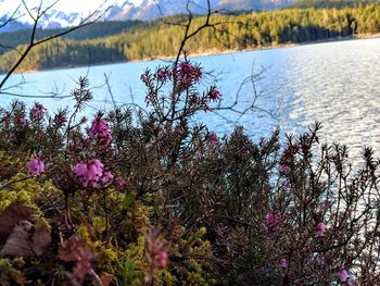 Close-up of pink flowering plants by lake