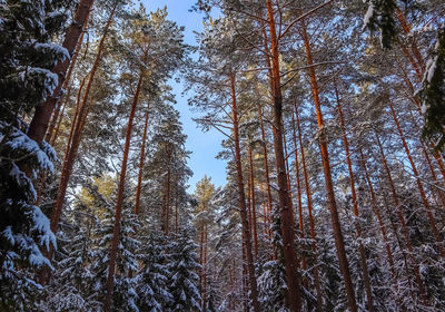 Low angle view of pine trees in forest during winter