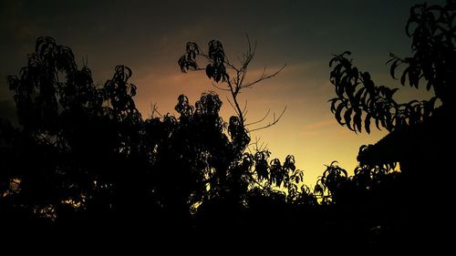 Silhouette of trees at sunset