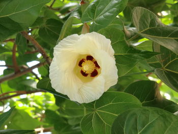 Close-up of white flower blooming outdoors