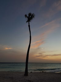 Silhouette palm tree on beach against sky during sunset