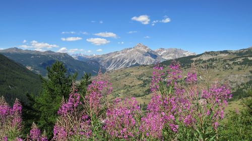 Purple flowering plants on land against blue sky