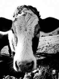 Close-up portrait of cow