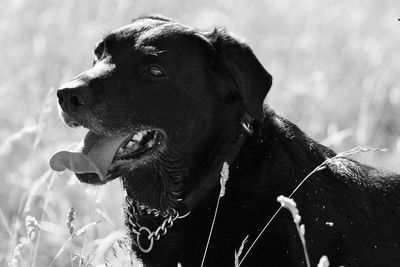 Close-up of dog looking away