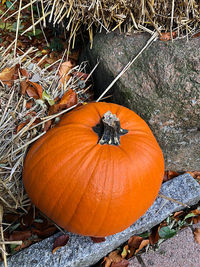 High angle view of pumpkin on field during autumn