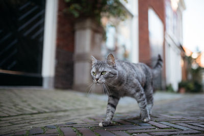 Close-up portrait of cat